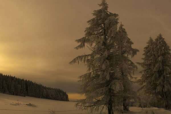 Coucher de soleil d hiver dans la forêt tchèque