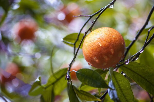 Rama de naranja con gotas después de la lluvia