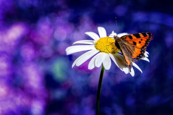 Délicieuse camomille sur fond violet