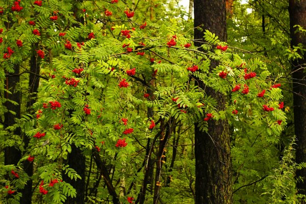 Die Früchte der Eberesche im Sommerwald