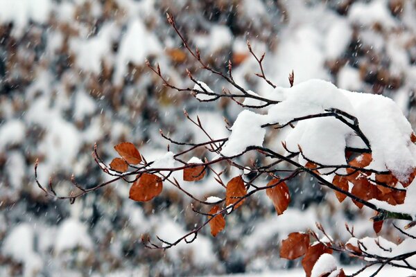 Winter nature. Snow on a branch