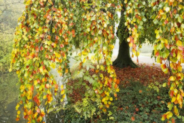 Multi-colored autunno albero piegato rami