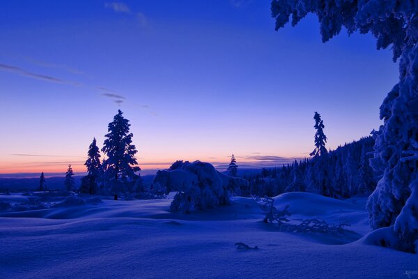 Sunset over the winter forest