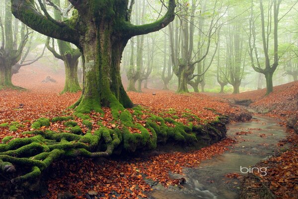 Ancienne forêt brumeuse mystérieuse