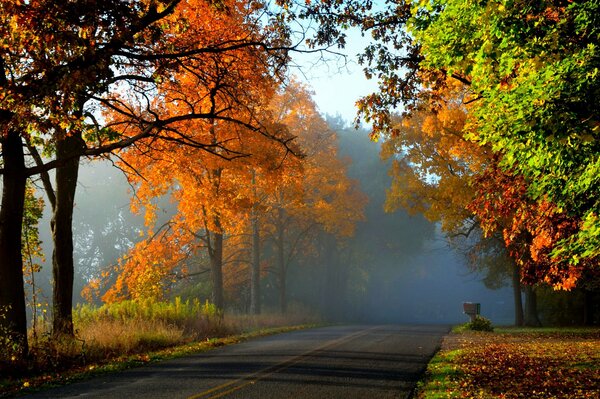 Trees in autumn foliage along the road