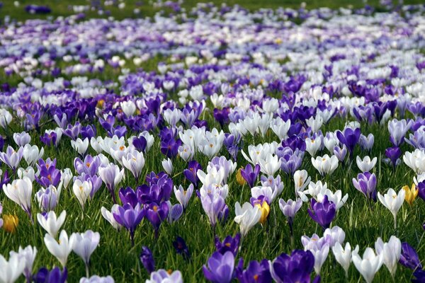 Eine Frühlingswiese, auf der viele Krokusse liegen