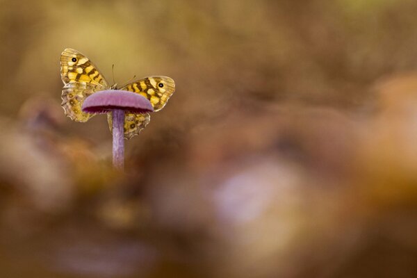 A butterfly sits on a mushroom on a blurry background