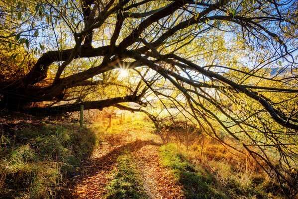 Rami di un albero alla luce del sole