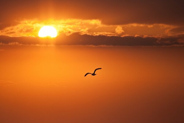 Möwe im Hintergrund des Sonnenuntergangs am Meer