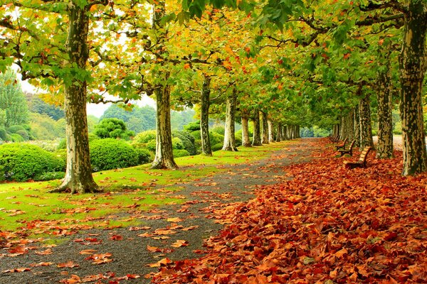 Kontrast von Blumen im Herbstpark