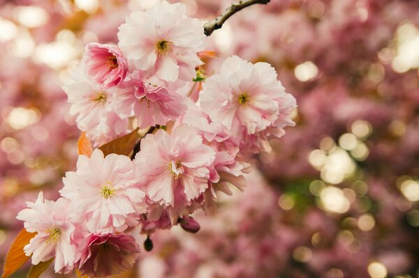 Sakura branch macro photo