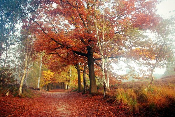 Autumn road in the Russian forest