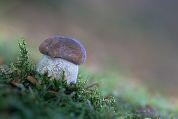 A large white mushroom in the forest