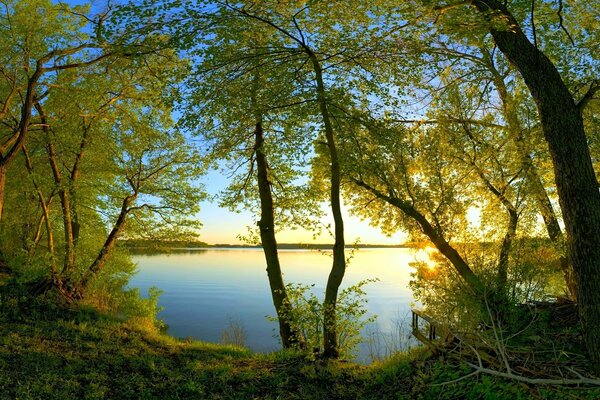 Green trees near the river in the sunlight