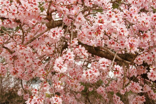 Abbondante fioritura di un albero esotico