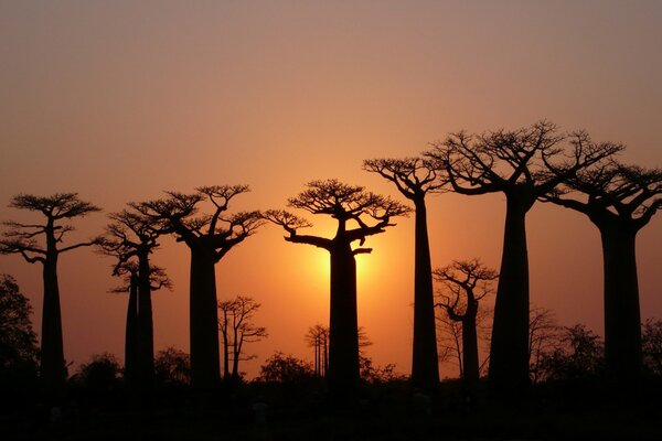 Silhouetten von Baobabs auf Sonnenuntergang Hintergrund