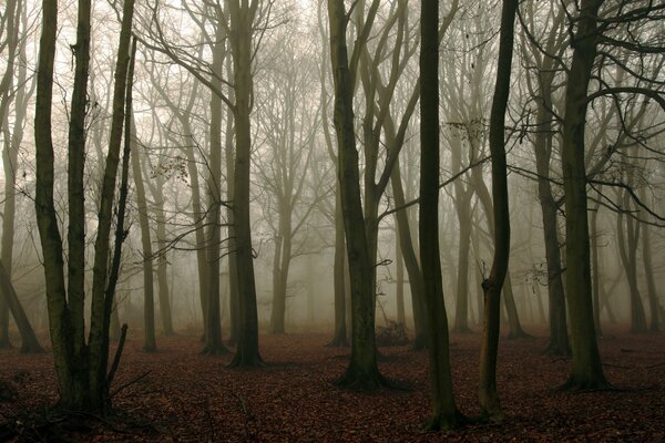 Trunks of forest trees in the fog