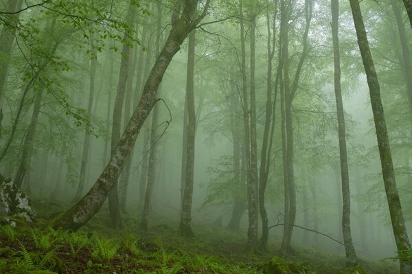 Brouillard dans la forêt. Forêt épaisse