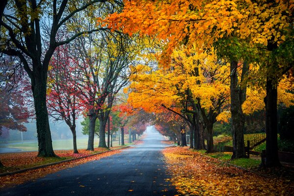 Otoño en el parque, el camino está salpicado de hojas multicolores