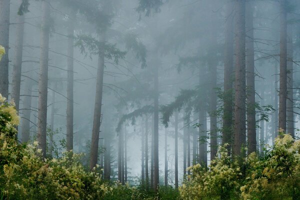 Photo of trees in the forest in the fog