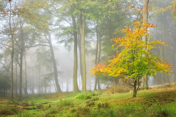 Paesaggio Albero D autunno nella foresta