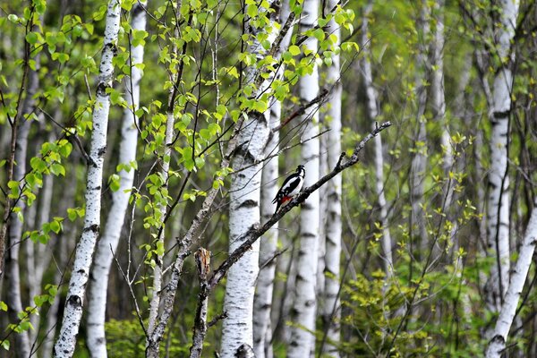 Ein Vogel sitzt auf einem Baum und summt eine Melodie