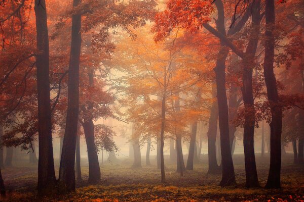 Autumn fairy-tale forest covered with fog