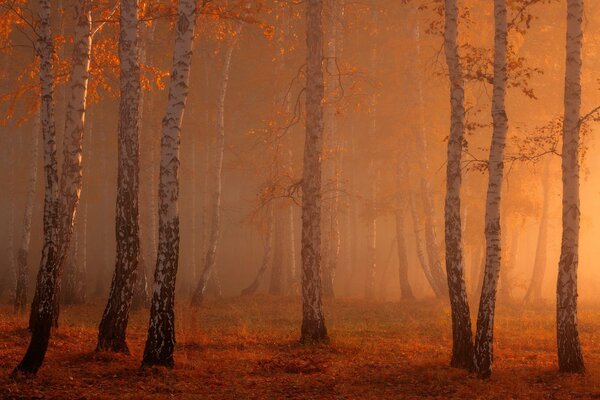 Al mattino tutto nella nebbia è così bello