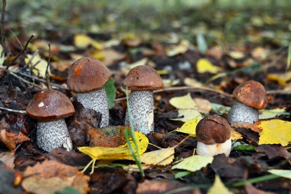 Los hongos crecen en el bosque de otoño