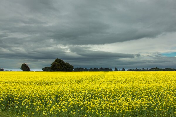 Ein Feld von gelben Blüten bei schlechtem Wetter