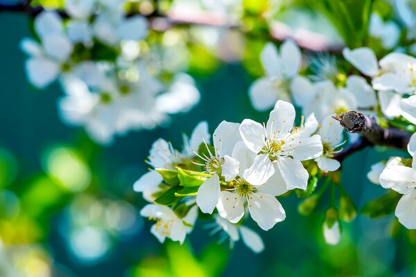 The branches of the apple tree began to bloom