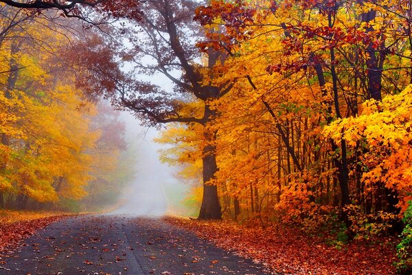 Die Straße in der Mitte des herbstlichen bunten Waldes geht in eine neblige Ferne