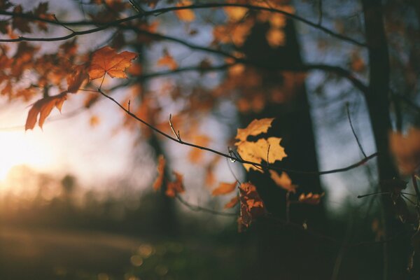 Yellow autumn leaves hang alone on a tree