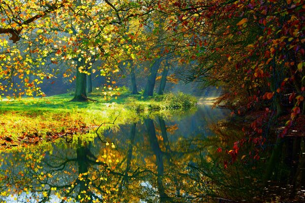 Lago de verano en el bosque con árboles