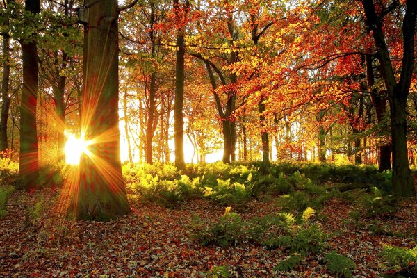 Forêt d automne et soleil brillant