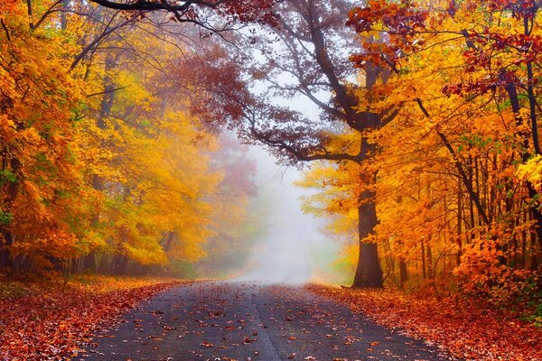 The road through the autumn forest, nature