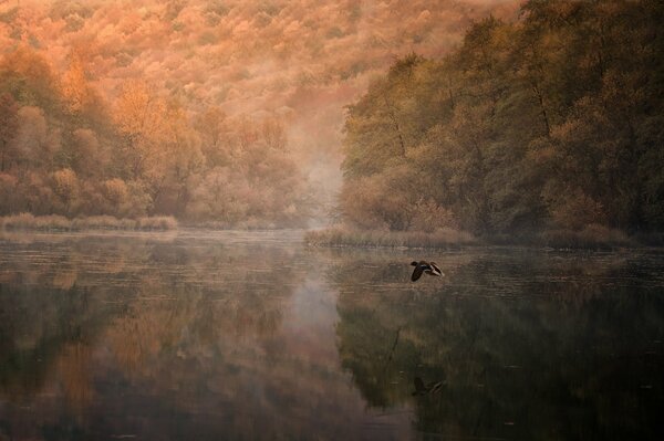 A duck flies over the river against the background of mountains