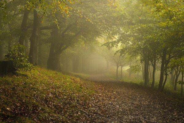 Der Nebel, der auf den Herbstwald herabfällt