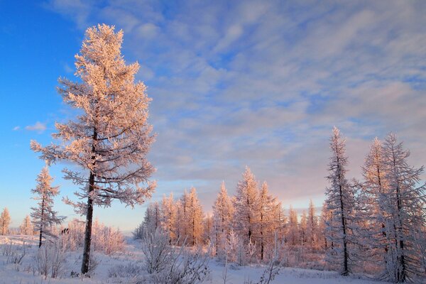 Winter landscape - trees in frost