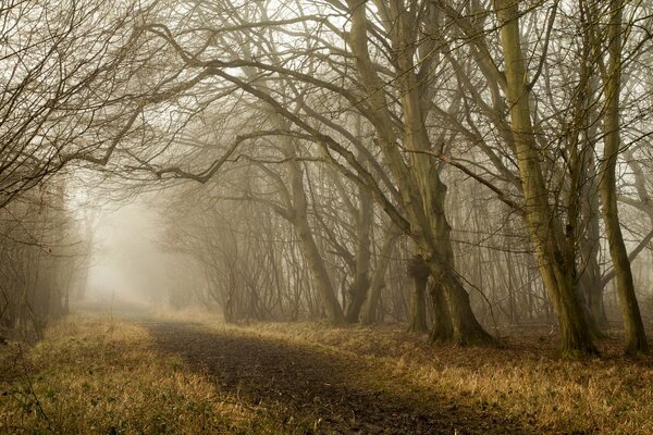 Camino a través de la niebla que conduce a través de la arboleda