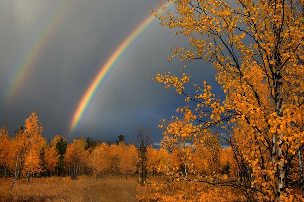 Arcobaleno sullo sfondo dell autunno dorato