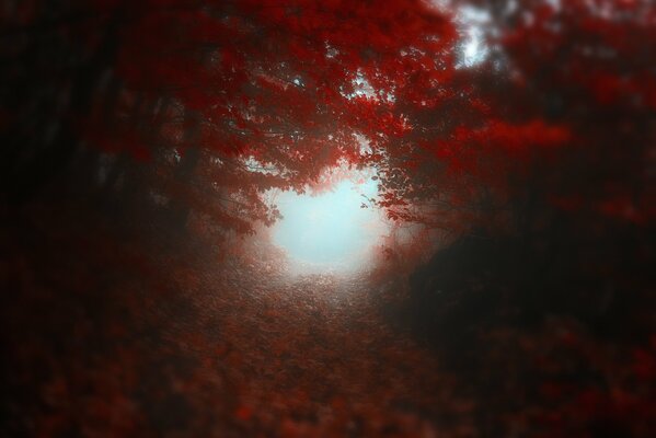 Nebliger Ausgang aus dem Herbstwald