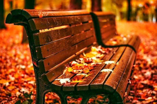 Park bench in maple leaves