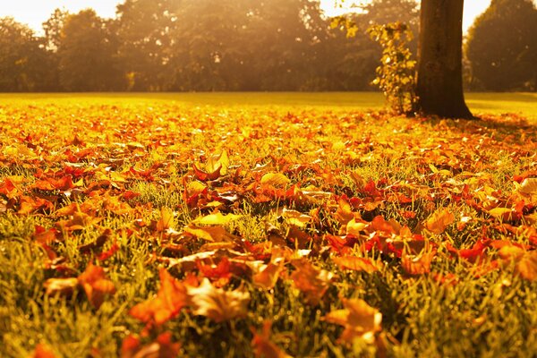 der goldene Herbst. Orangefarbene Blätter auf dem Gras