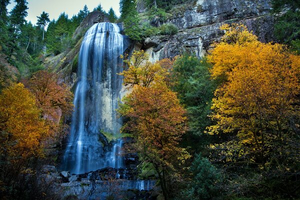 Otoño. Árboles de oro