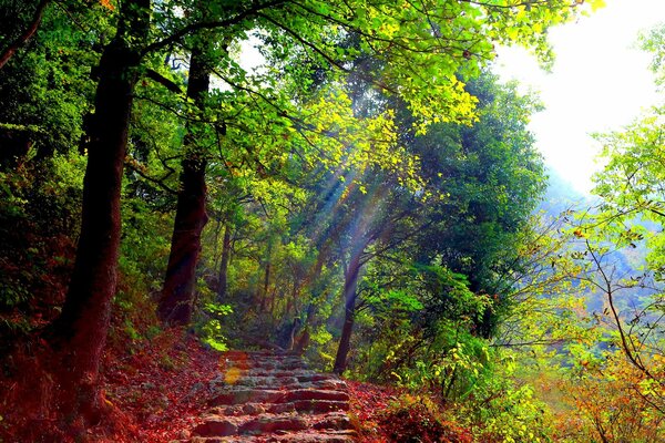 Sendero con escalones en el bosque verde