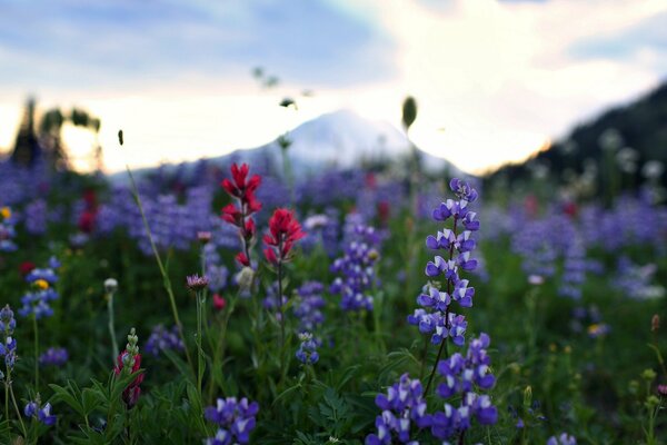 Flores de pradera al amanecer