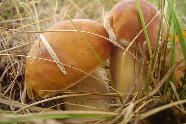 Porcini mushrooms in the tall grass