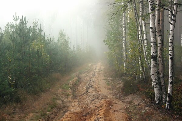 The road in the grove on a foggy morning