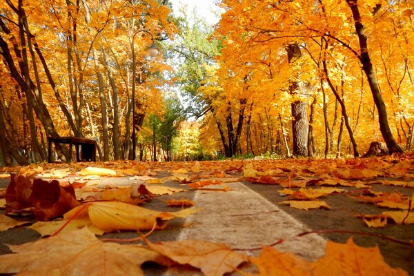 Leaf fall has begun in the autumn park